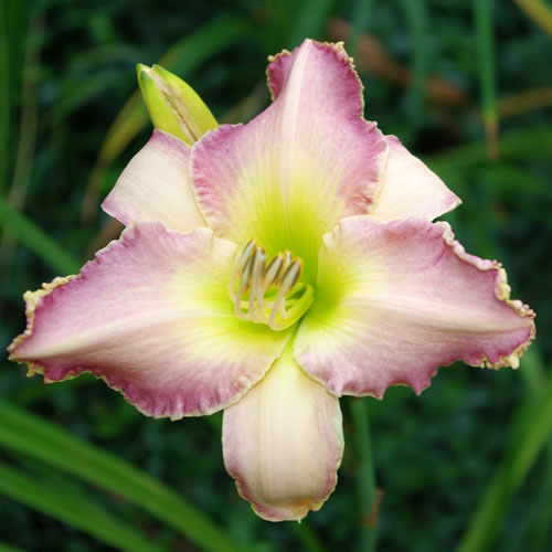 Hemerocallis Celestial Music